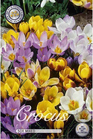 Crocus Botanical Mix 50-pakning